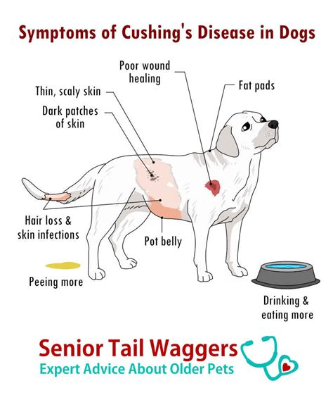 symptoms of cushing's disease in dogs